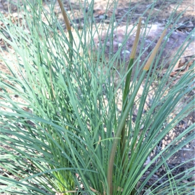 Xanthorrhoea concava (Grass Tree) at Bamarang Nature Reserve - 19 Aug 2020 by plants