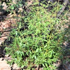 Ceratopetalum gummiferum (New South Wales Christmas-bush, Christmas Bush) at Bamarang Nature Reserve - 19 Aug 2020 by plants