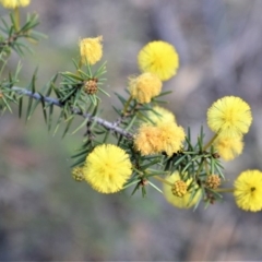 Acacia echinula (Hedgehog Wattle) at Bamarang, NSW - 20 Aug 2020 by plants