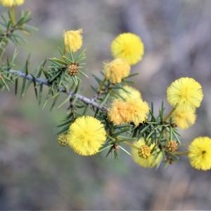 Acacia echinula at Bamarang, NSW - 20 Aug 2020