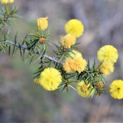 Acacia echinula (Hedgehog Wattle) at Bamarang, NSW - 20 Aug 2020 by plants