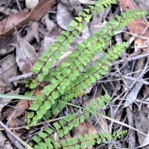 Lindsaea linearis at Bamarang, NSW - 20 Aug 2020