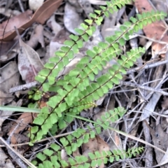 Lindsaea linearis (Screw Fern) at Bamarang, NSW - 19 Aug 2020 by plants