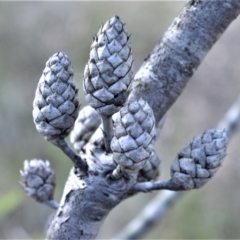 Petrophile pedunculata (Conesticks) at Bamarang, NSW - 19 Aug 2020 by plants