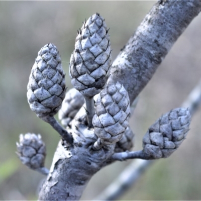 Petrophile pedunculata (Conesticks) at Bamarang, NSW - 19 Aug 2020 by plants