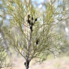 Petrophile pedunculata at Bamarang, NSW - suppressed