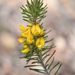 Phyllota phylicoides (Heath phyllota) at Bamarang, NSW - 19 Aug 2020 by plants