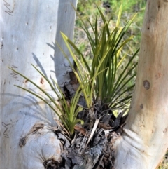 Cymbidium suave (Snake Orchid) at Bamarang, NSW - 20 Aug 2020 by plants