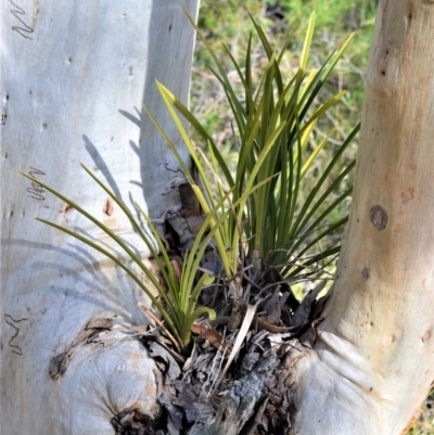 Cymbidium suave (Snake Orchid) at Bamarang, NSW - 20 Aug 2020 by plants