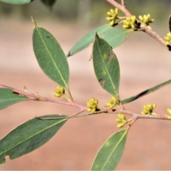 Eucalyptus imitans (Illawarra Stringybark) at Bamarang, NSW - 20 Aug 2020 by plants