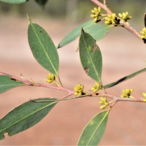Eucalyptus imitans at Bamarang, NSW - 20 Aug 2020 02:20 AM