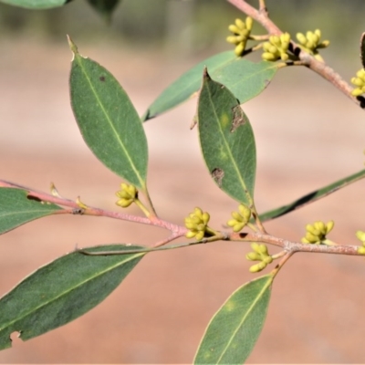 Eucalyptus imitans (Illawarra Stringybark) at Bamarang, NSW - 19 Aug 2020 by plants