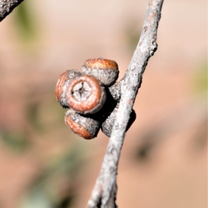 Eucalyptus imitans at Bamarang, NSW - 20 Aug 2020 02:20 AM