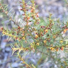 Daviesia acicularis (Sandplain Bitterpea) at Bamarang, NSW - 20 Aug 2020 by plants