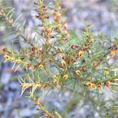 Daviesia acicularis (Sandplain Bitterpea) at Bamarang, NSW - 19 Aug 2020 by plants