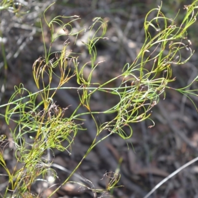 Caustis flexuosa (Curly Wigs) at Bamarang, NSW - 19 Aug 2020 by plants