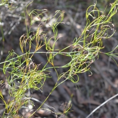 Caustis flexuosa (Curly Wigs) at Bamarang, NSW - 20 Aug 2020 by plants