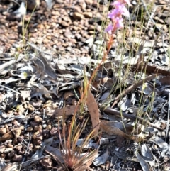 Stylidium graminifolium (grass triggerplant) at Bamarang, NSW - 20 Aug 2020 by plants