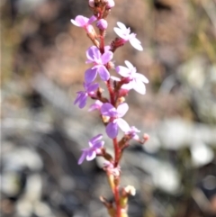 Stylidium graminifolium at Bamarang, NSW - 20 Aug 2020 02:24 AM