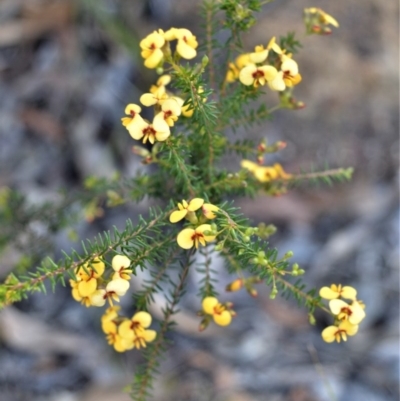 Dillwynia phylicoides (A Parrot-pea) at Bamarang, NSW - 19 Aug 2020 by plants