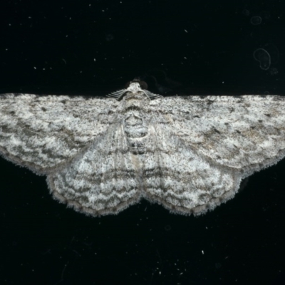 Phelotis cognata (Long-fringed Bark Moth) at Ainslie, ACT - 7 Dec 2019 by jbromilow50