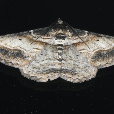 Syneora euboliaria (Boarmiini, Geometer moth) at Ainslie, ACT - 7 Dec 2019 by jbromilow50