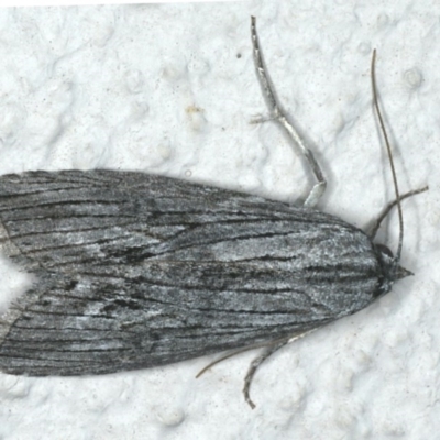 Chlenias banksiaria group (A Geometer moth) at Ainslie, ACT - 7 Dec 2019 by jb2602