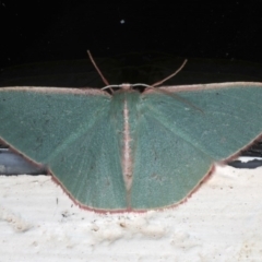 Chlorocoma (genus) (Emerald moth) at Ainslie, ACT - 7 Dec 2019 by jb2602