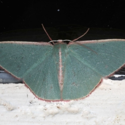Chlorocoma (genus) (Emerald moth) at Ainslie, ACT - 7 Dec 2019 by jbromilow50