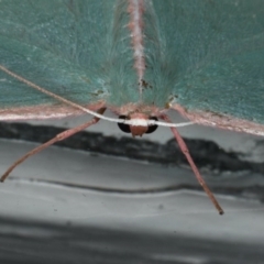 Chlorocoma vertumnaria at Ainslie, ACT - 7 Dec 2019 10:54 PM