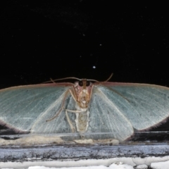 Chlorocoma vertumnaria at Ainslie, ACT - 7 Dec 2019 10:54 PM