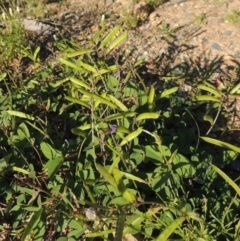 Glycine tabacina (Variable Glycine) at Rob Roy Range - 31 Mar 2020 by michaelb