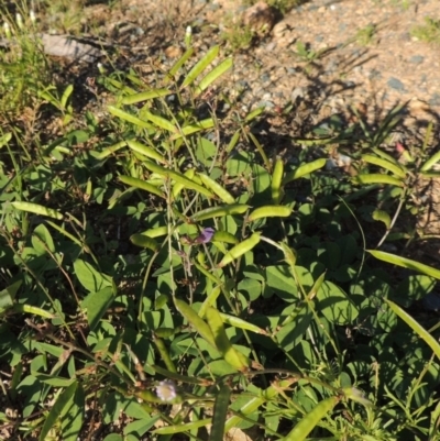 Glycine tabacina (Variable Glycine) at Banks, ACT - 31 Mar 2020 by MichaelBedingfield