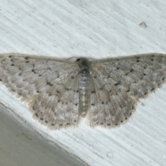 Idaea philocosma (Flecked Wave) at Ainslie, ACT - 7 Dec 2019 by jb2602