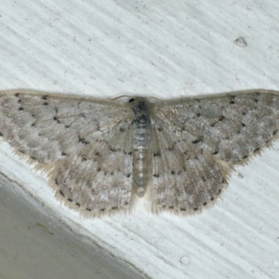 Idaea philocosma (Flecked Wave) at Ainslie, ACT - 7 Dec 2019 by jbromilow50