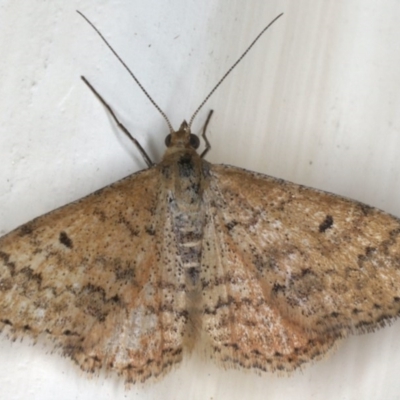 Scopula rubraria (Reddish Wave, Plantain Moth) at Ainslie, ACT - 7 Dec 2019 by jb2602