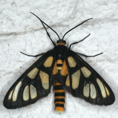 Amata (genus) (Handmaiden Moth) at Ainslie, ACT - 7 Dec 2019 by jb2602