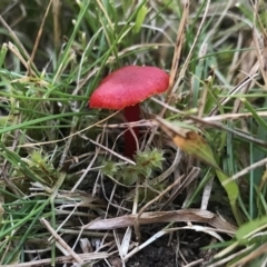 Hygrocybe sp. ‘red’ (A Waxcap) at Tanja, NSW - 12 Aug 2020 by Rose