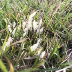 Unidentified Fungus, Moss, Liverwort, etc (TBC) at Tanja, NSW - 18 Aug 2020 by Rose