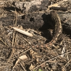 Amphibolurus muricatus (Jacky Lizard) at Tanja, NSW - 5 May 2020 by Rose