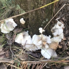 Omphalotus nidiformis (Ghost Fungus) at Mimosa Rocks National Park - 4 Apr 2020 by Rose