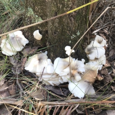 Omphalotus nidiformis (Ghost Fungus) at Mimosa Rocks National Park - 4 Apr 2020 by Rose