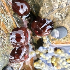 Actinia tenebrosa (Red Waratah Anemone) at Tanja Lagoon - 4 Apr 2020 by Rose