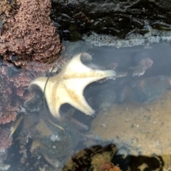 Unidentified Sea Star at Tanja, NSW - 4 Apr 2020 by Rose