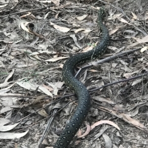 Morelia spilota spilota at Wapengo, NSW - 26 Mar 2020