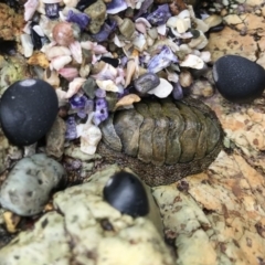 Sypharochiton pelliserpentis (Snakeskin Chiton) at Mimosa Rocks National Park - 26 Mar 2020 by Rose