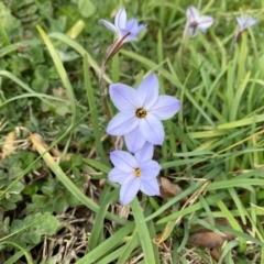 Ipheion uniflorum (Spring Star-flower) at Theodore, ACT - 20 Aug 2020 by Shazw