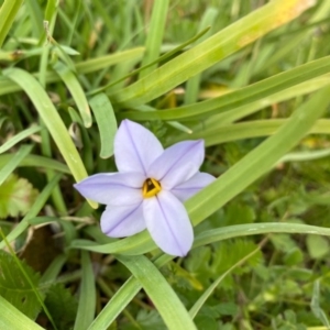 Ipheion uniflorum at Theodore, ACT - 20 Aug 2020