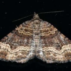 Epyaxa subidaria (Subidaria Moth) at Ainslie, ACT - 8 Dec 2019 by jbromilow50
