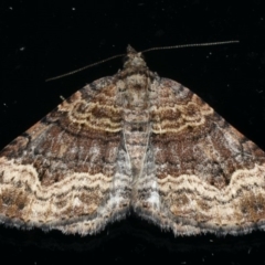 Epyaxa subidaria (Subidaria Moth) at Ainslie, ACT - 8 Dec 2019 by jb2602